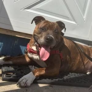 Meet your Posher, Annie